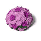 Circulo Amigurumi Kit "Too Cute" Violet